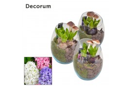 Arrangementen hyacinthus Hyacint Oblique HL11171 [PURE] 3 pp 75 bl. 3 