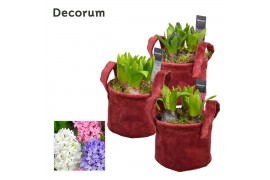 Arrangementen hyacinthus Hyacint Velvet HL13920 [PURE] 3 pp 75 bl. 3 p