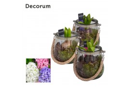 Arrangementen hyacinthus Glas met Touw HL13800 [PURE]