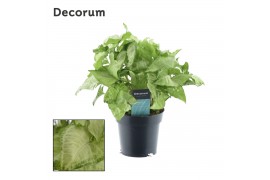 Syngonium white butterfly decorum feel green