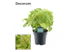 Syngonium golden decorum feel green