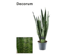 Sansevieria zeylanica decorum,