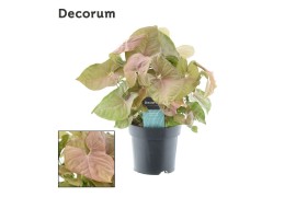 Syngonium red heart decorum feel green