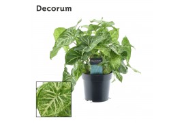 Syngonium Syngonium Arrow Feel Green (Decorum) 1 pp