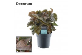 Syngonium Syngonium Maria Feel Green (Decorum) 1 pp