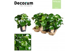 Peperomia polybotrya raindrop decorum feel green