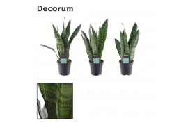 Sansevieria trifasciata black coral decorum