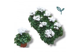 Cyclamen pers. super serie compact wit