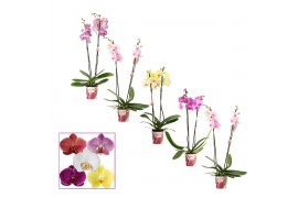 Phalaenopsis mix 2 tak, 14+ bloem - 60/65cm - Scenza