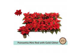 Euphorbia pul. christmas feelings rood + Goud Glitter