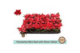 Euphorbia pul. christmas feelings rood + Zilver Glitter