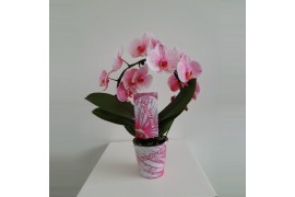 Phalaenopsis wonder roze spiegelboog 2 tak