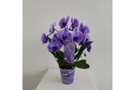 Phalaenopsis magic paars spiegelboog 2 tak