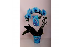 Phalaenopsis magic blauw spiegelboog 2 tak