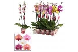 Phalaenopsis mix 2 tak, 14+ bloem - 70/75cm - Scenza