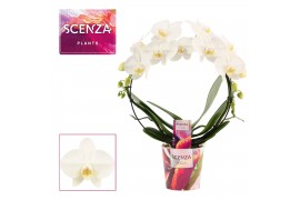 Phalaenopsis anthura madrid Boog- 2 tak, 14+ bloem - Scenza