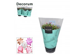 Schlumbergera mix 5 kleuren CINQOLORE - Decorum,