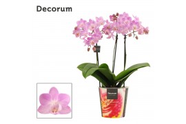 Phalaenopsis multiflora roze Dazzling Cotton Candy 3-4 tak Decorum