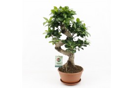 Ficus microcarpa ginseng s-type