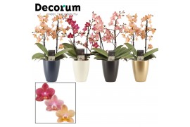 Phalaenopsis multiflora mix perfíum 2+ tak in Carly (Decorum)