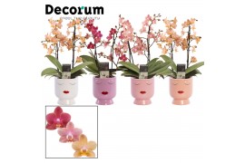 Phalaenopsis multiflora mix perfíum 2+ tak in Dua Lipa (Decorum)