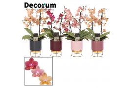 Phalaenopsis multiflora mix perfíum 2+ tak in Emma de luxe (Decorum)