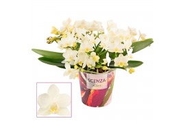 Phalaenopsis Anthura  Nazare Table Whitney - 4+ tak, 20+ bloem - Scenz