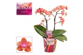 Phalaenopsis floriclone dusty belle Perfium - 2 tak, 20+ bloem - Scenz