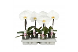 Phalaenopsis wit One P9 A2 Wit 1 spike 1 bl. 1 tak/plnt 350 gram