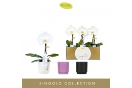 Phalaenopsis singolo tosha 1 tak in mix lazio