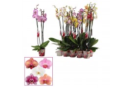 Phalaenopsis mix 3 tak, 18+ bloem - 70/75cm - Scenza