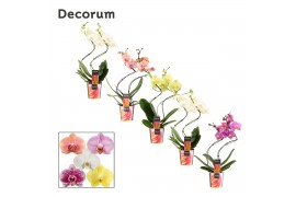 Phalaenopsis mix Phalaenopsis hurricane mix (Decorum) 14 bl. 2 tak/pln