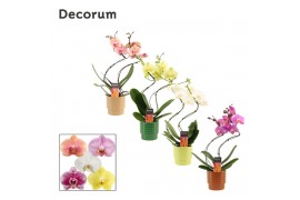 Phalaenopsis mix Phalaenopsis hurricane mix in Naemi (Natural bubble-c