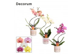 Phalaenopsis mix Phalaenopsis hurricane mix in Estelle (Craft world-co