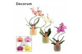 Phalaenopsis mix Phalaenopsis hurricane mix in Liam (Nature world-coll