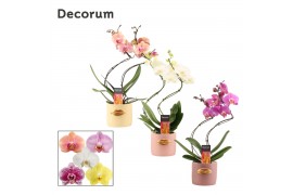 Phalaenopsis mix Phalaenopsis hurricane mix in Lovely (Luxury World-co