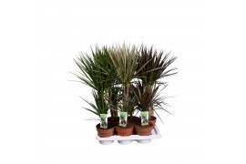 Dracaena mix 2pp - 30-15 - Mixtray