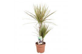 Dracaena marg. bicolor 2pp - 30-15