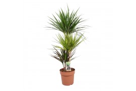 Dracaena mix 3 soorten 3pp - 60-30-15 - Carnaval