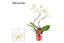 Phalaenopsis tropic snowball Phalaenopsis hurricane wit (Decorum) 14 b