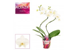 Phalaenopsis wit Phalaenopsis hurricane wit (Scenza) 14 bl. 2 tak/plnt