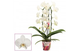 Phalaenopsis wit Phalaenopsis cascade 2 tak wit (Scenza) 14 bl. 2 tak/