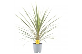 Cordyline variegata