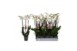 Phalaenopsis anthura madrid 3 tak - 22+ bloemen