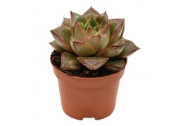 Echeveria purpusorum