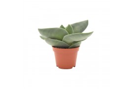 Crassula boomerang