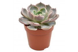 Echeveria lotus