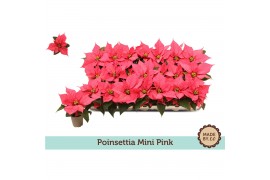 Euphorbia pul. christmas feelings pink Zonder Hoes