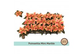 Euphorbia pul. christmas feelings marble Zonder Hoes