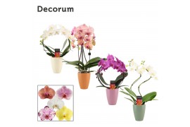 Phalaenopsis mix Phalaenopsis vormen mix 2 tak in Carly (Craft world-c